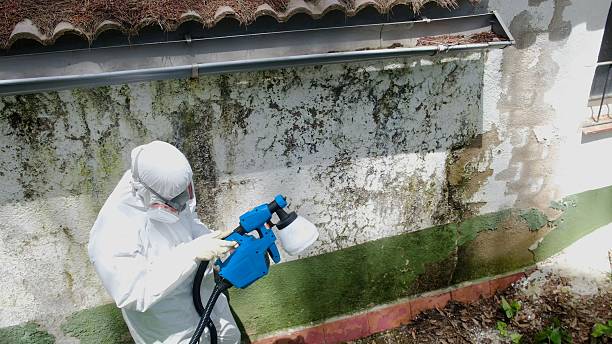 Trusted Mold Remediation service in Conshohocken, PA - Cheap Mold Removal